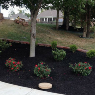 A landscaped garden bed with black mulch, a mature tree, several small shrubs, and blooming red flowers.
