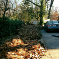 A large pile of dry, brown autumn leaves gathered along the edge of a residential driveway next to a parked gray sedan.