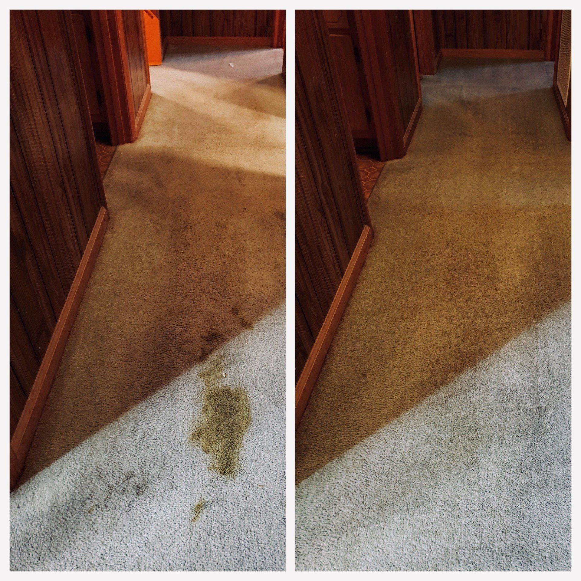 Pet poop stain
pet stain cleaning 