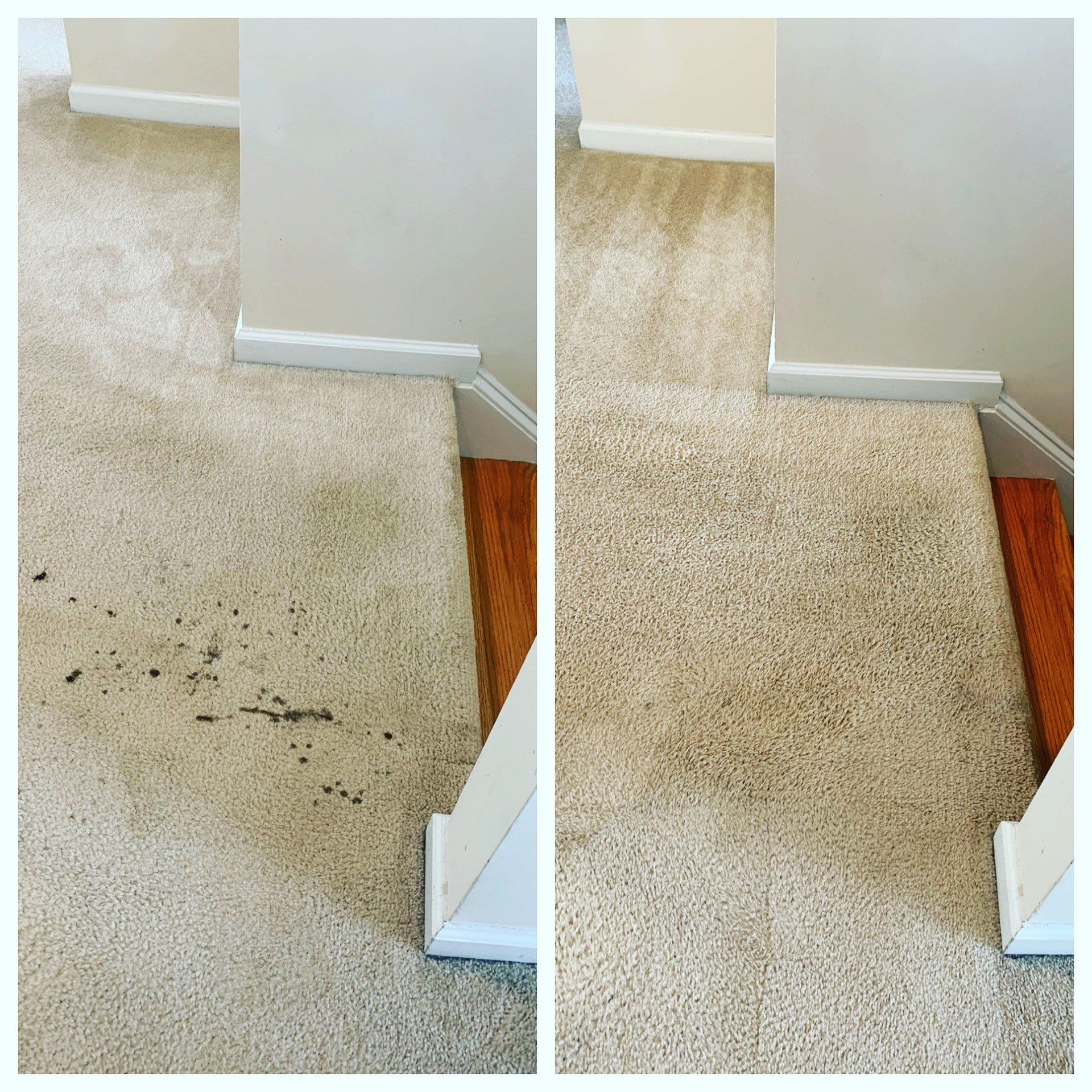 Pet urine stain cleaning