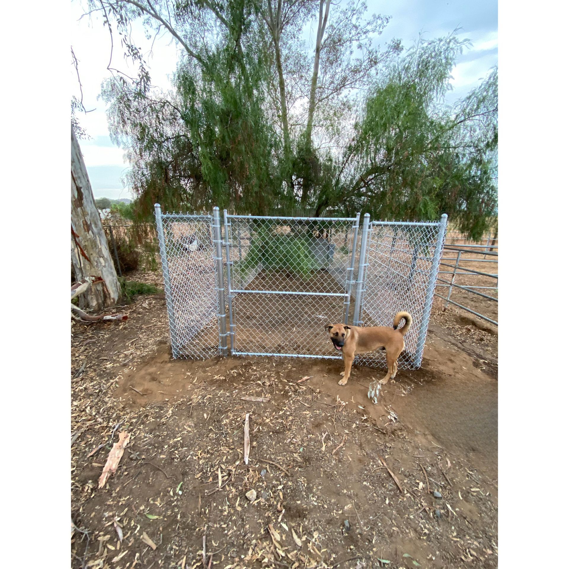 Dog Near a Fence - Perris, CA - Good Fence- Perris, CA - Good Fence