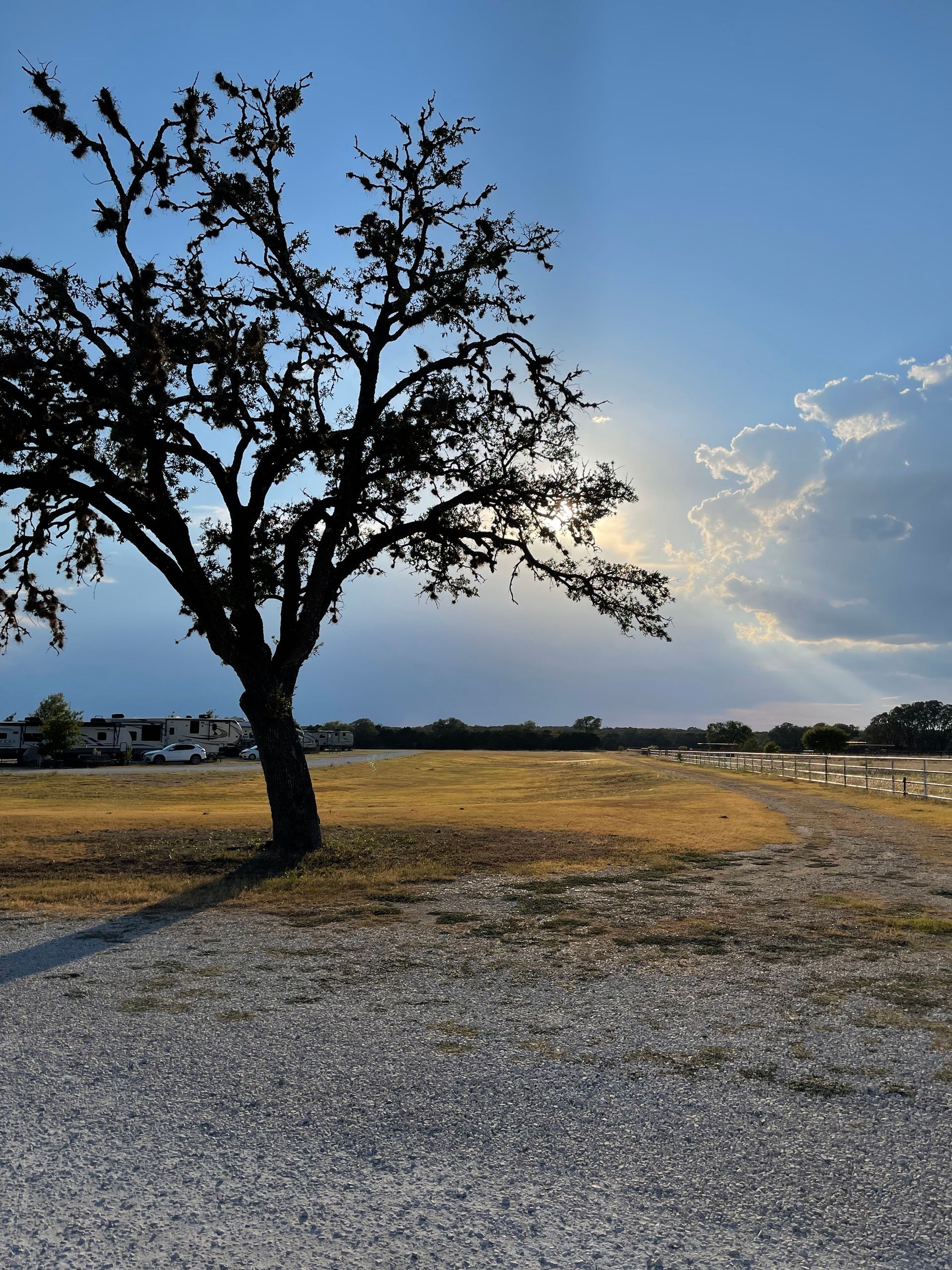 A tree in a field with a blue sky in the background