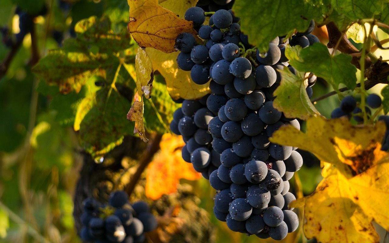 A bunch of black grapes hanging from a vine.