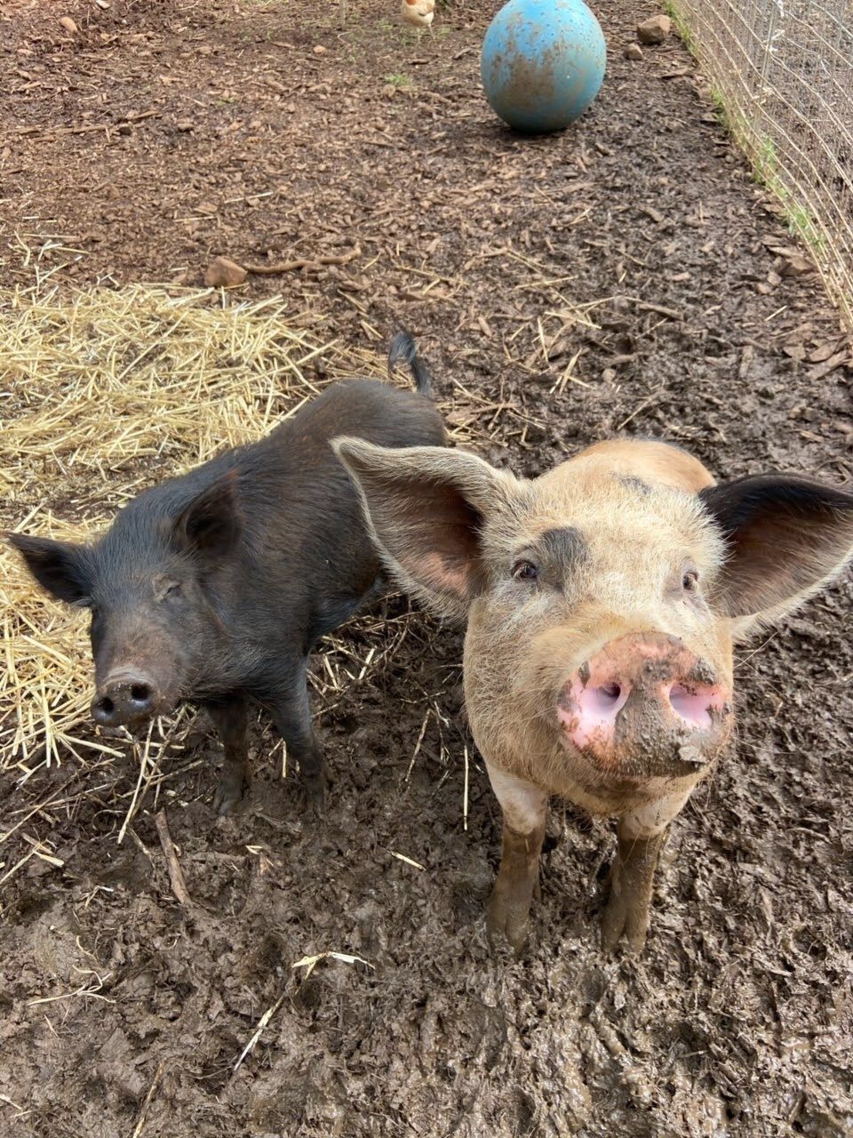 The animals smiling at Aloha Animal Sanctuary.