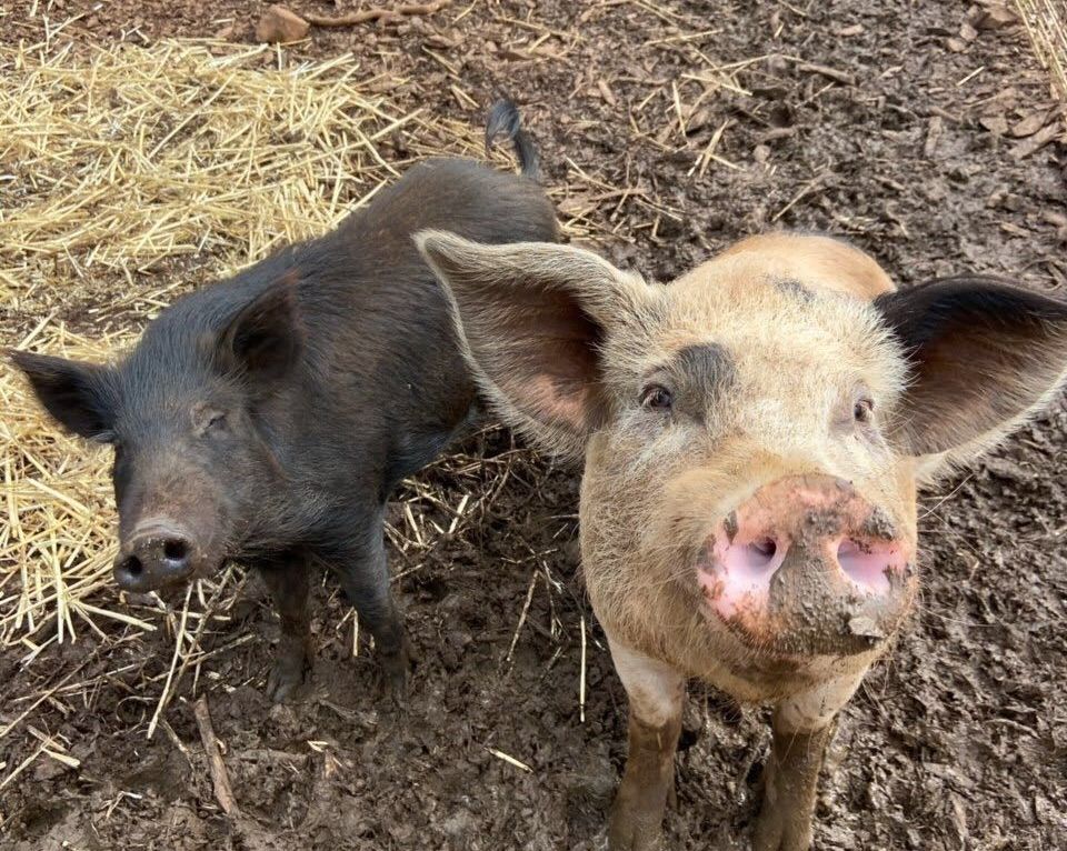 Cute piglets at the Aloha Animal Sanctuary.