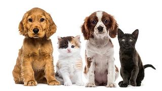 dogs & cats - pet store in Vancouver Mall, WA