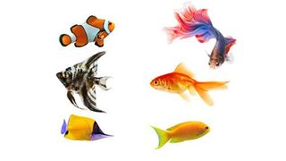 tropical & freshwater fish - kids pets - pet store in Vancouver Mall, WA