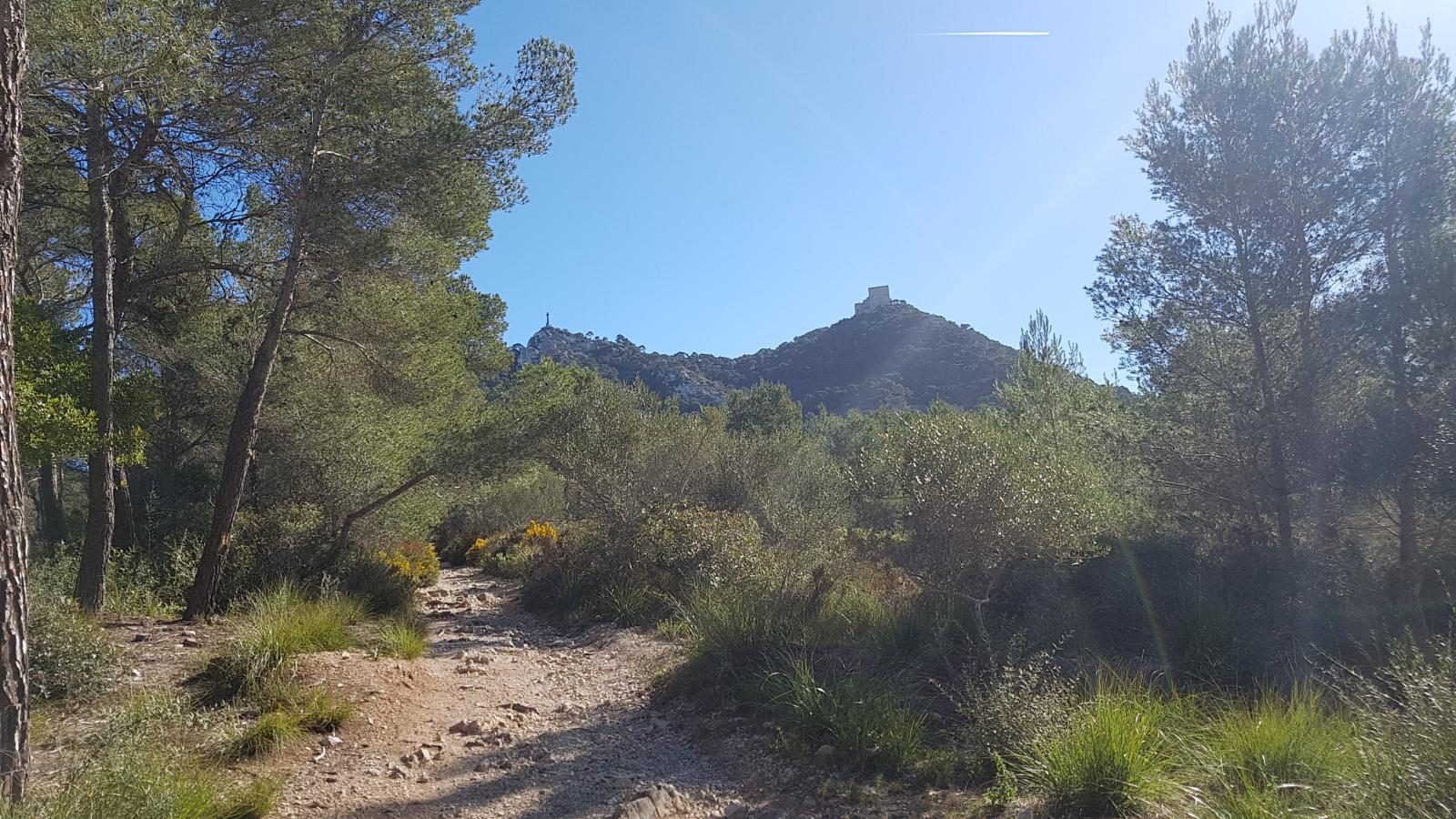 Un camino de tierra que atraviesa un bosque con una montaña al fondo.
