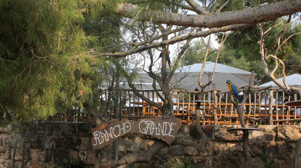Un cartel que dice rancho grande está colgado de un árbol