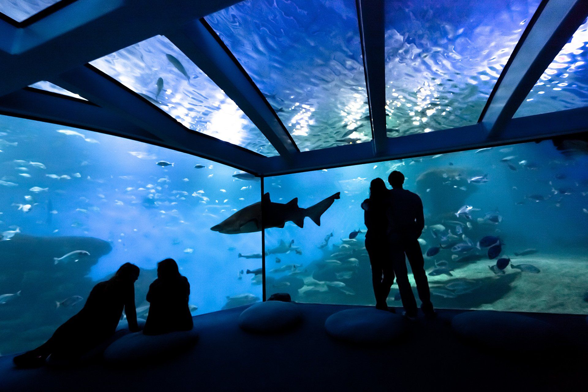 Un grupo de personas mirando un tiburón en un acuario.