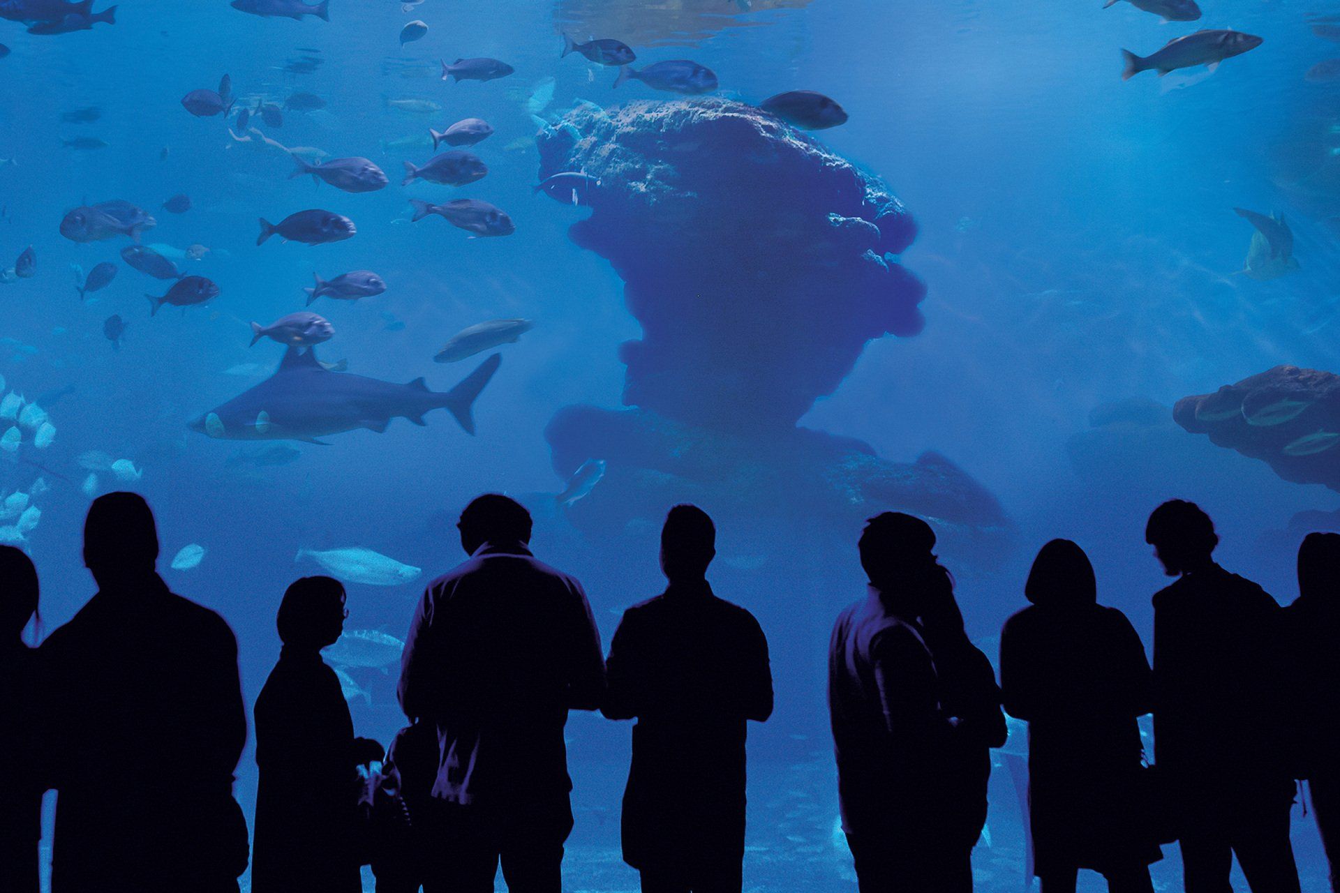 Un grupo de personas está de pie frente a un acuario mirando los peces.