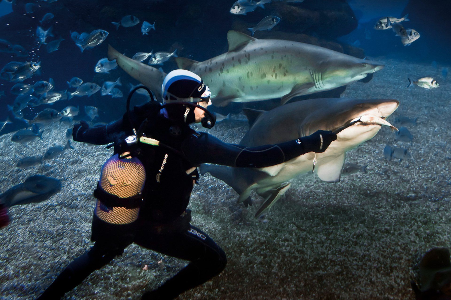 Un buceador está nadando con tiburones en un acuario.