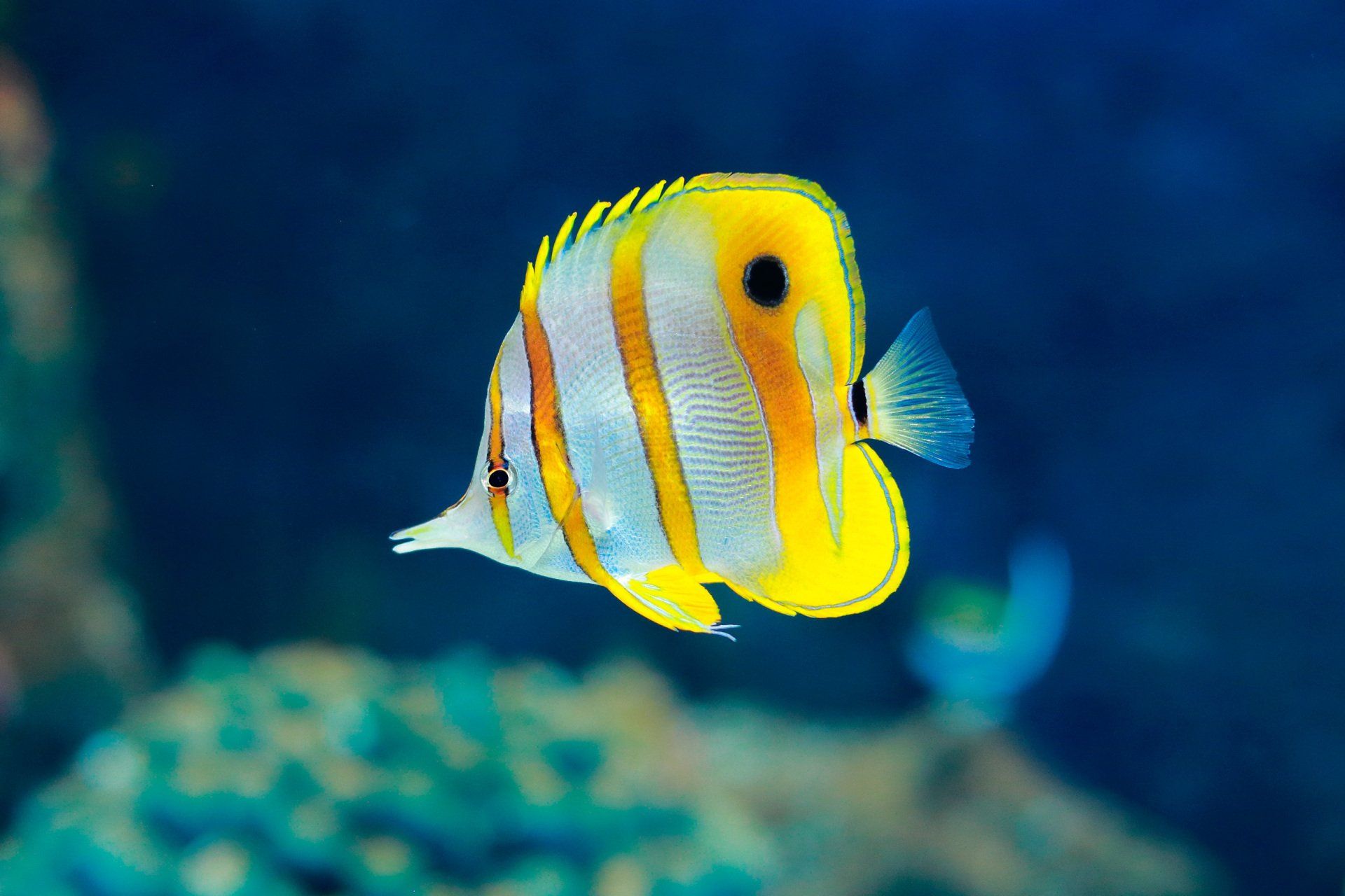 Un pez amarillo y blanco está nadando en el océano.