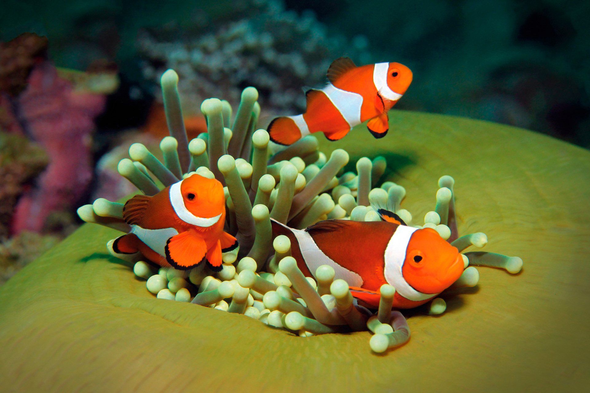 Tres peces payaso nadan alrededor de una anémona en un arrecife de coral.