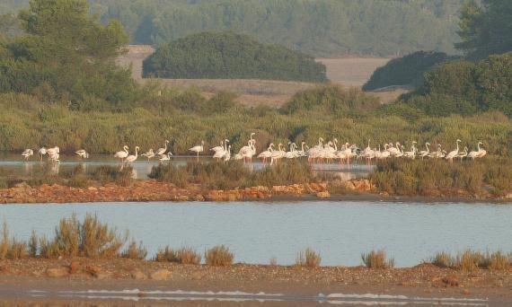 Una bandada de flamencos de pie sobre un cuerpo de agua.