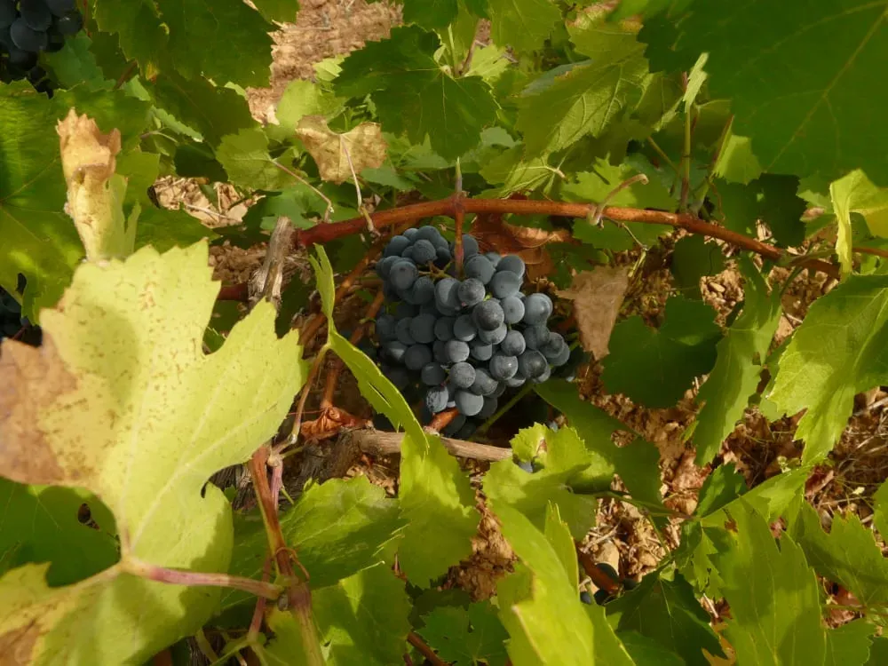 Un racimo de uvas colgando de una vid con hojas verdes.