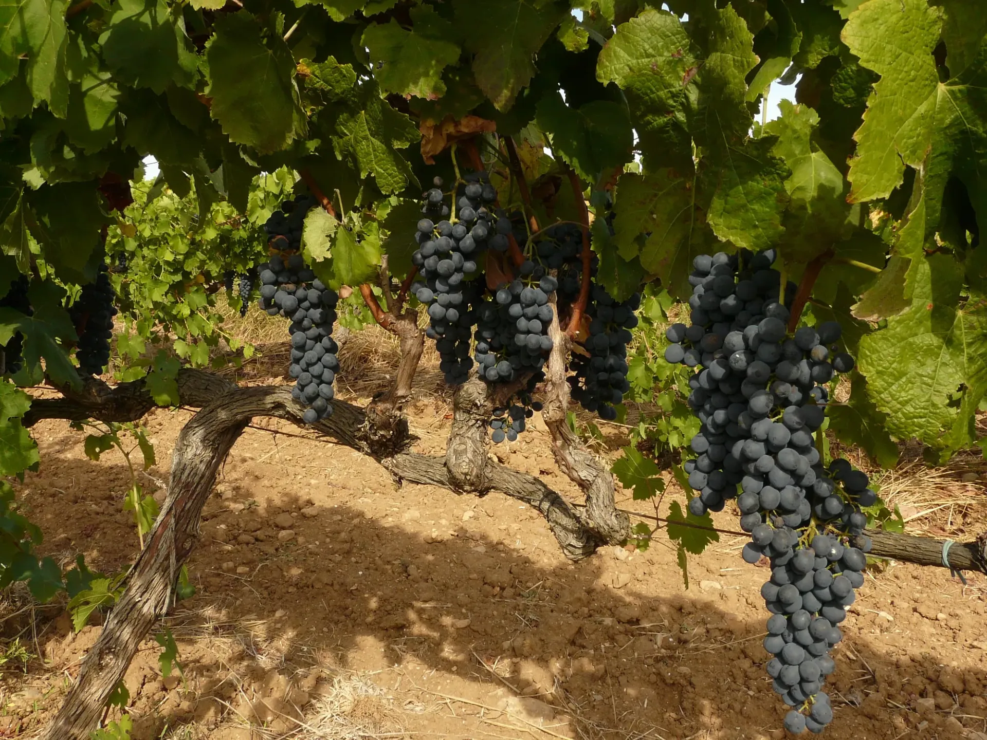 Un racimo de uvas colgando de una vid en un viñedo.