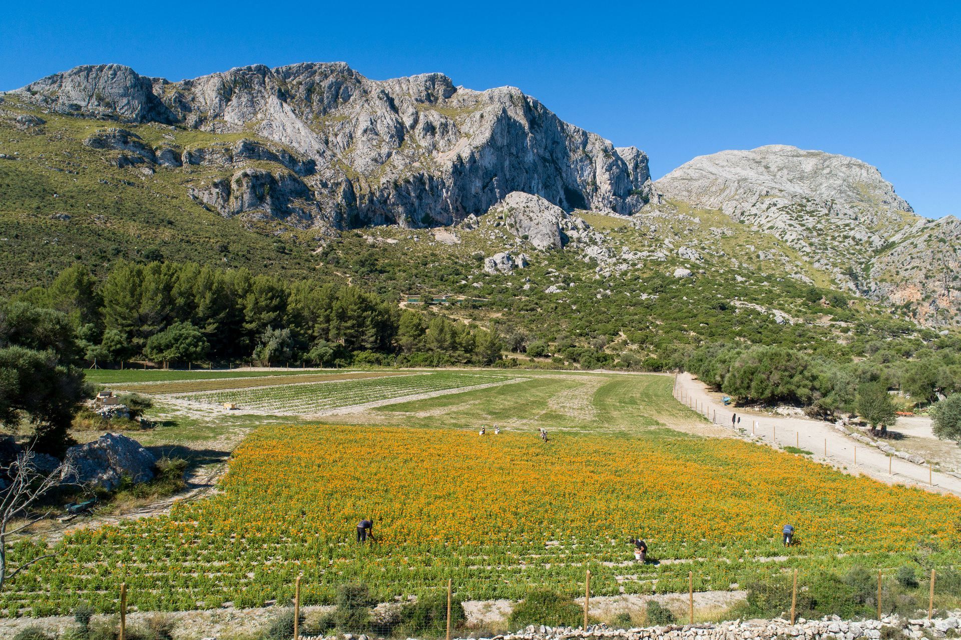 Un campo de girasoles con una montaña al fondo.