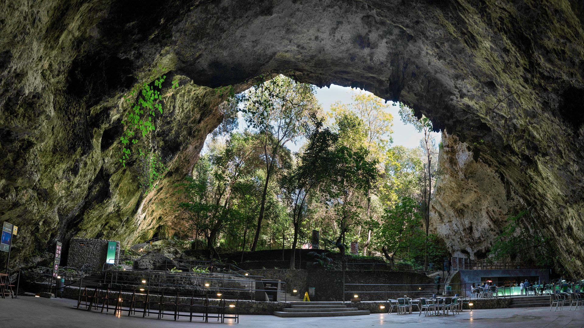 Una cueva grande con muchos árboles dentro de ella.