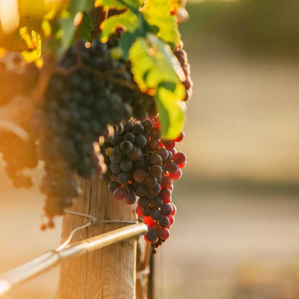 Un racimo de uvas colgando de una vid en un poste de madera.