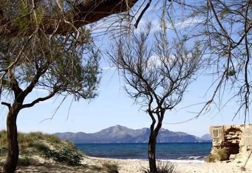 Una playa con árboles y montañas al fondo.