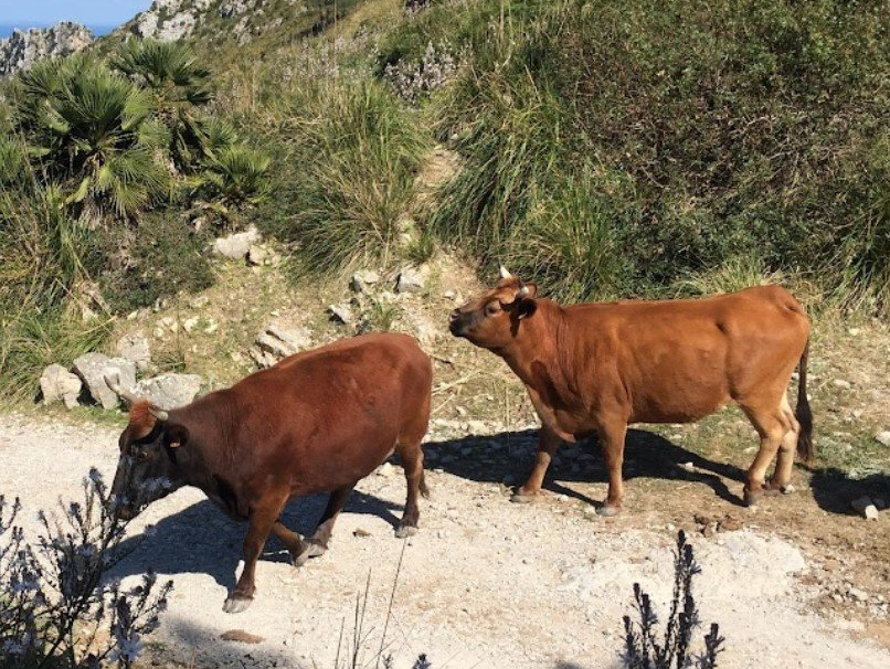 Dos vacas marrones están paradas una al lado de la otra en un camino de tierra.