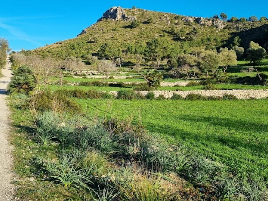 Un camino de tierra que atraviesa un campo de hierba con una montaña al fondo.