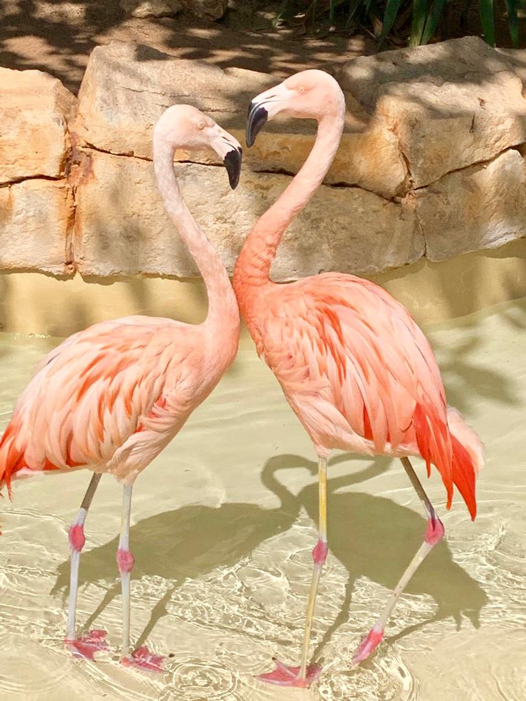 Dos flamencos están parados uno al lado del otro en el agua.