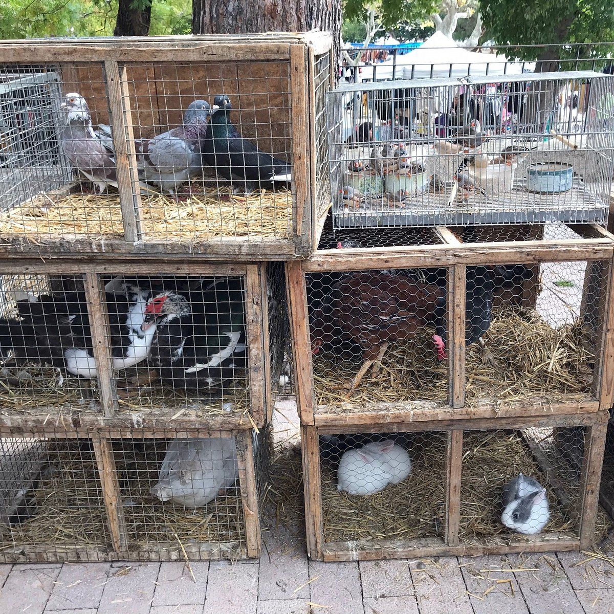 Un grupo de palomas y conejos en jaulas de madera.