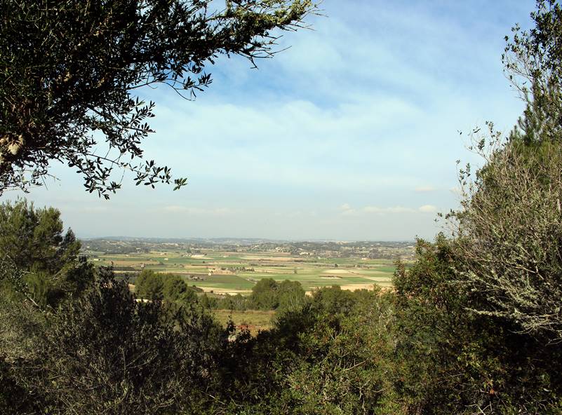 Un paisaje con árboles y un cielo azul al fondo.