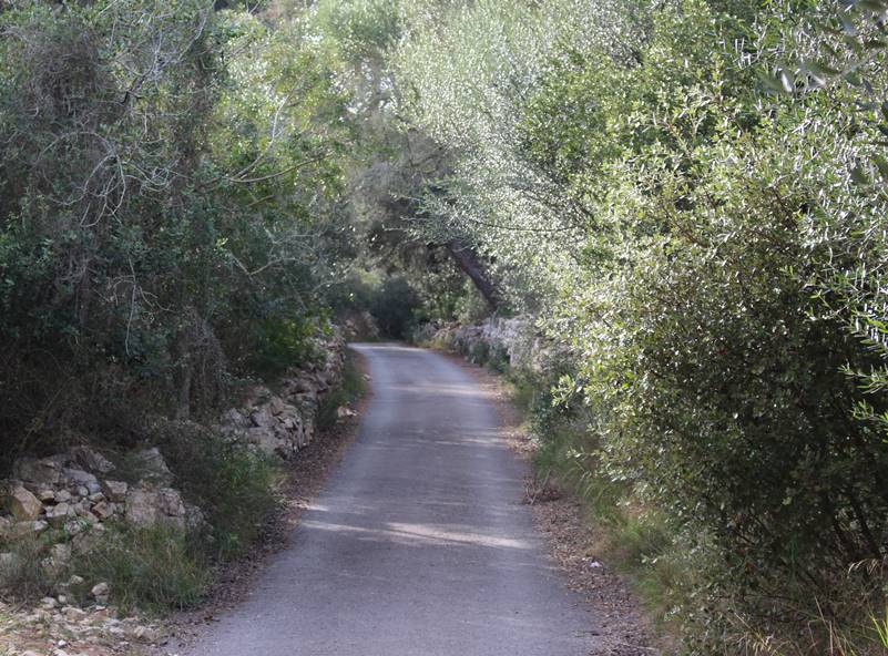 Un camino de tierra que atraviesa un bosque con árboles a ambos lados.
