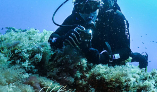 Un buceador está tomando una fotografía de un pez en el océano.