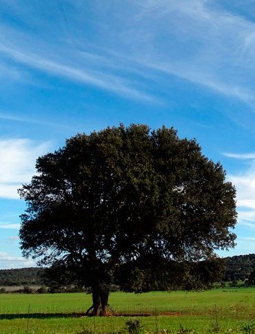 Un árbol en un campo con un cielo azul de fondo.