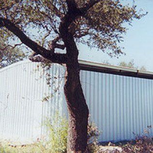 A tree is standing in front of a white building.