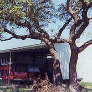 A red truck is parked under a tree in front of a barn.