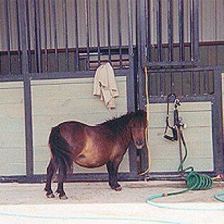 A small brown horse is standing in front of a fence in a stable.