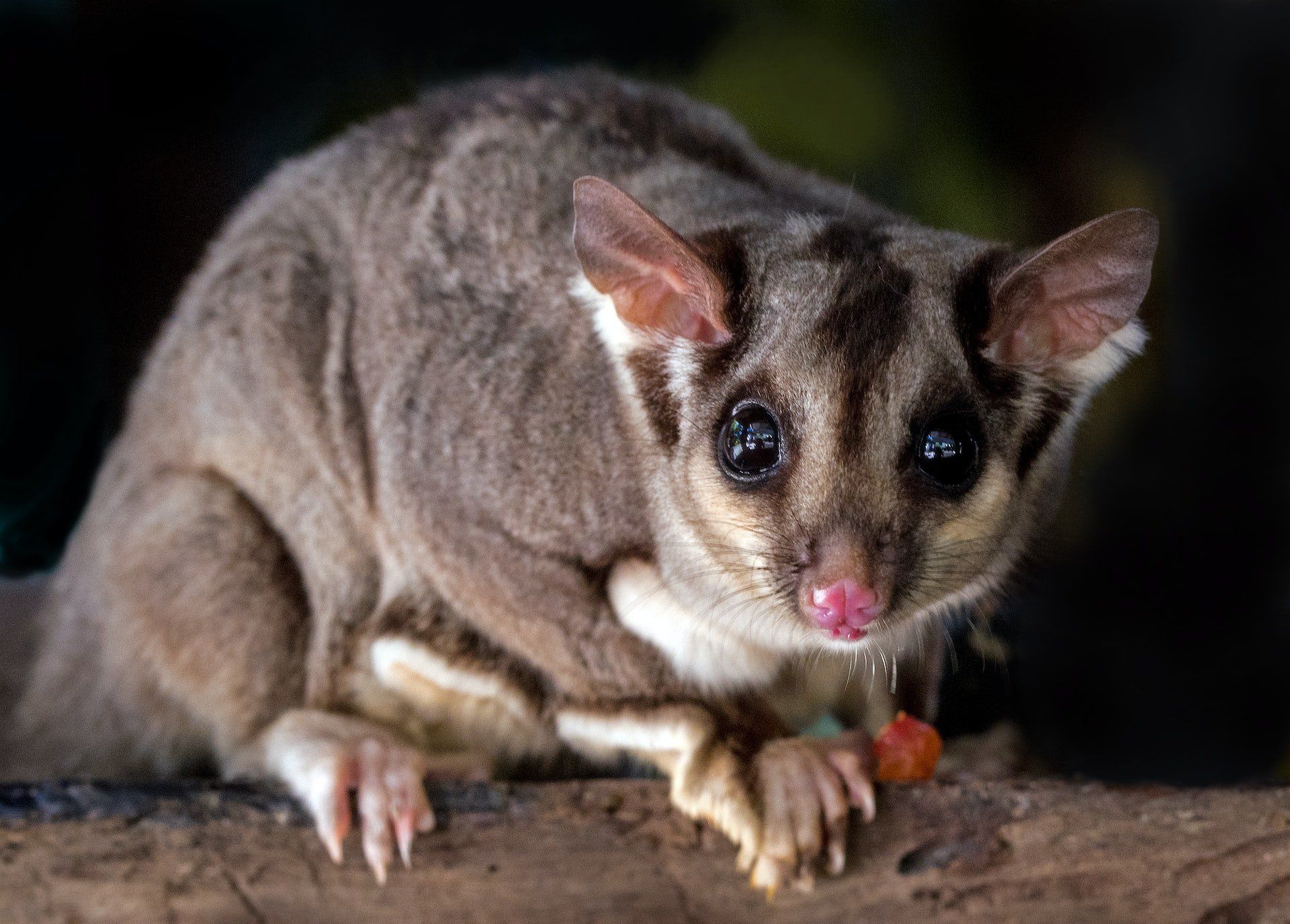 How to Release Brushtail Possums Out Your Home Safely