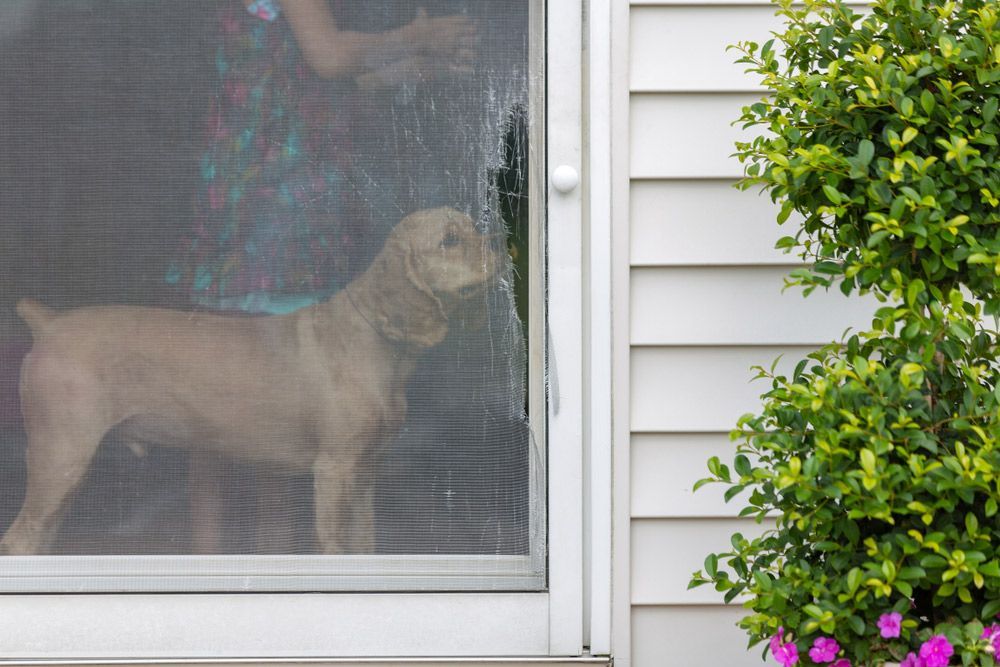 A Woman is Standing Next to a Dog Behind a Screen Door — Glen Lamberts Wall Cladding & Home Improvements in Gloucester, NSW