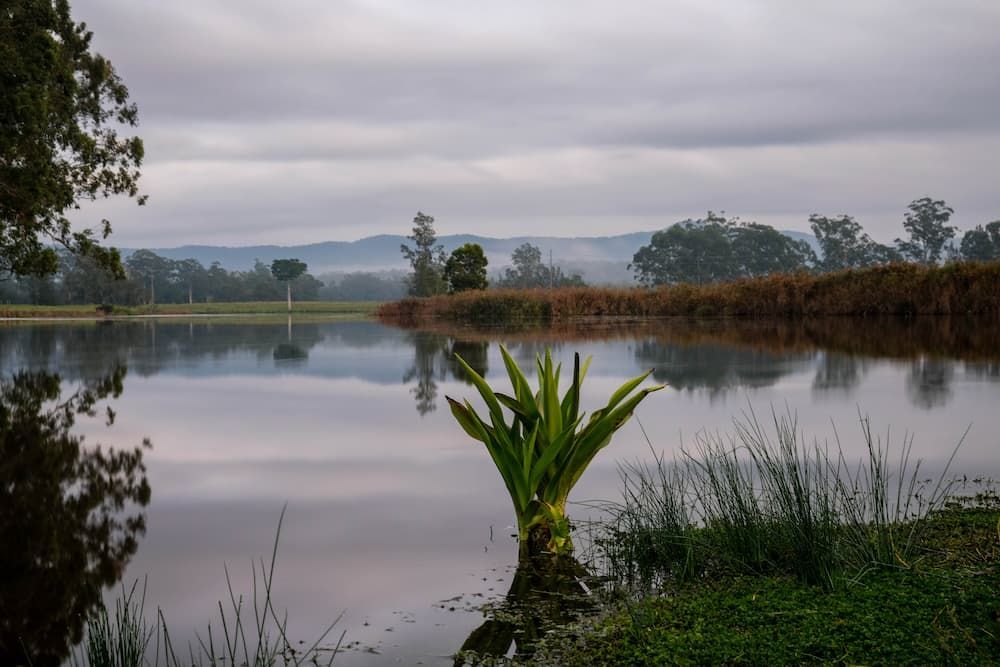 A Small Plant is Growing in the Middle of a Lake — Glen Lamberts Wall Cladding & Home Improvements in Bulahdelah, NSW