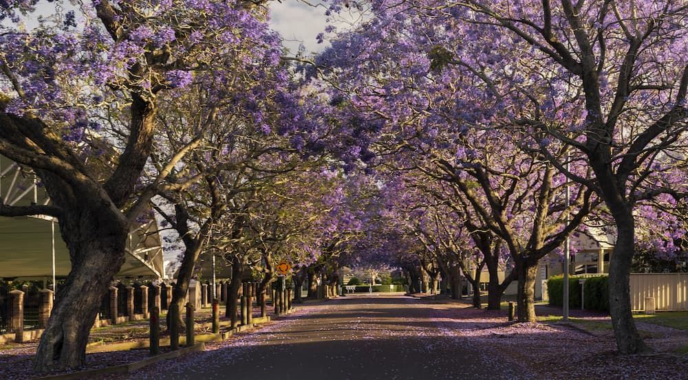 A Row of Trees With Purple Flowers on Them — Glen Lamberts Wall Cladding & Home Improvements in Raymond Terrace, NSW