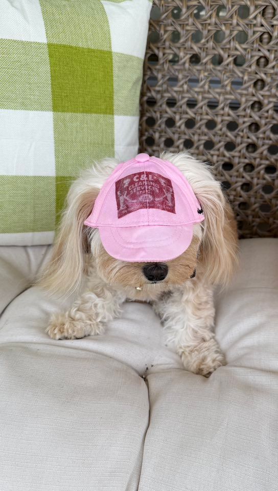 A small, tan dog wearing a pink  C&L cap sits on a white cushion.