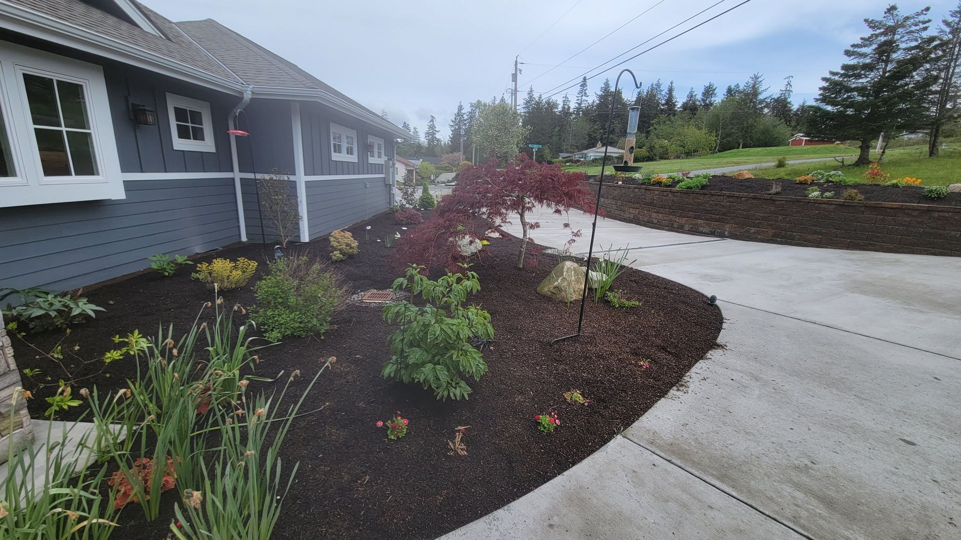 Dark mulch and newly planted landscaping next to a blue house with a curved driveway.