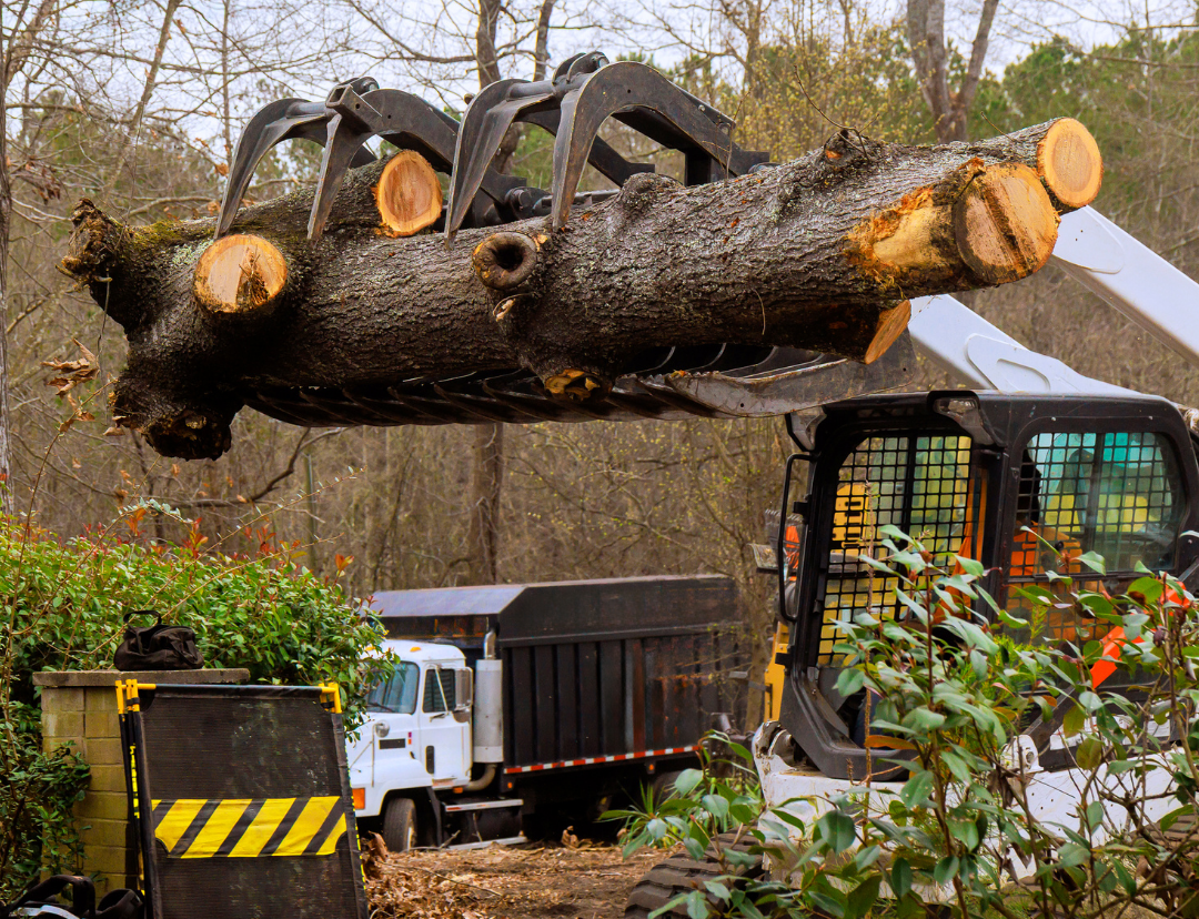 Skid-steer loader lifting a large tree trunk with a grapple, loading it onto a truck bed.
