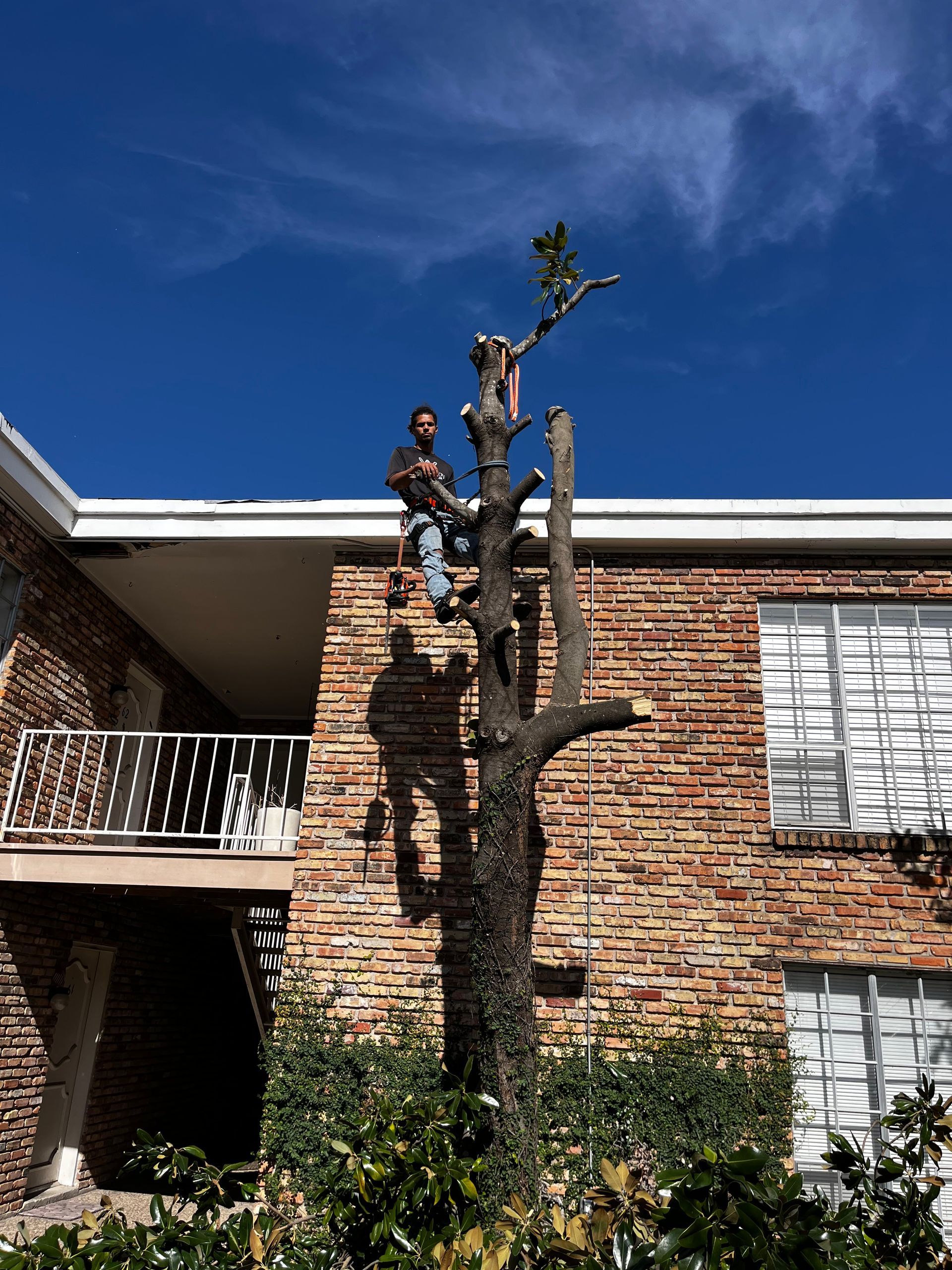 Two men are climbing a tree in front of a brick building