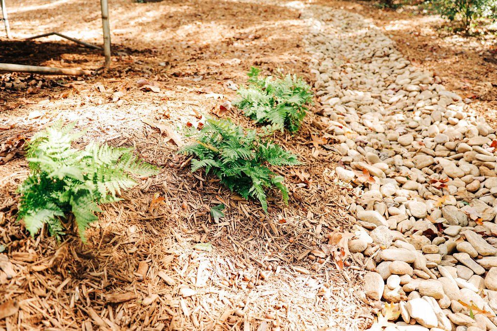 Ferns with mulch next to river rock detail.