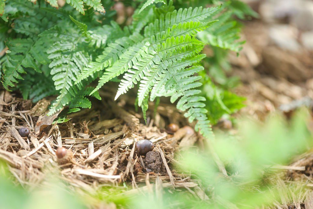 Fern fronds.