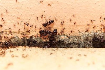 Ant infestaion - Pest control in Pueblo West, CO
