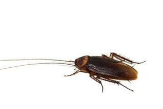 cockroach - Pest control in Pueblo West, CO