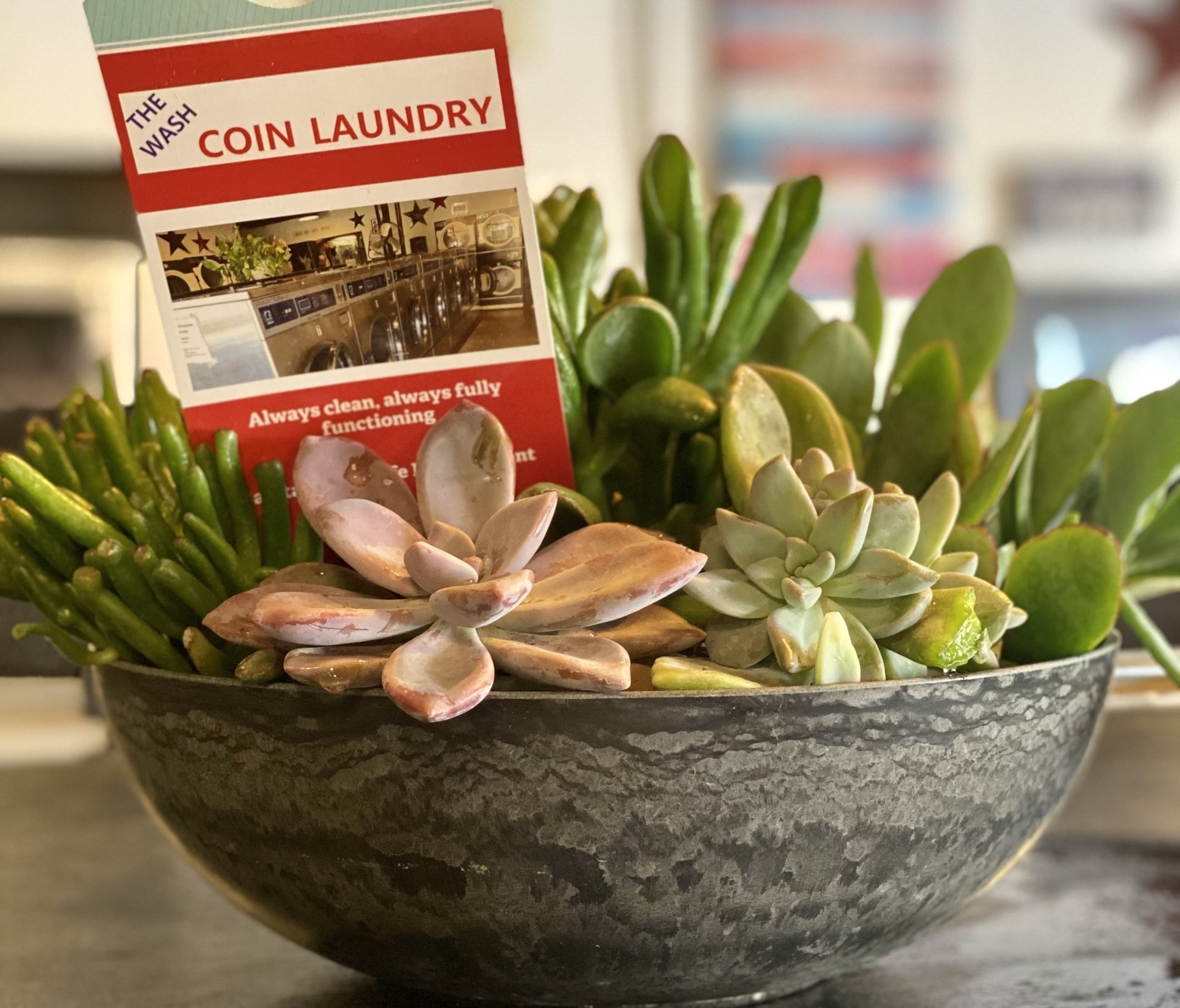 Succulent arrangement in a mottled gray bowl with a Coin Laundry advertisement displayed.