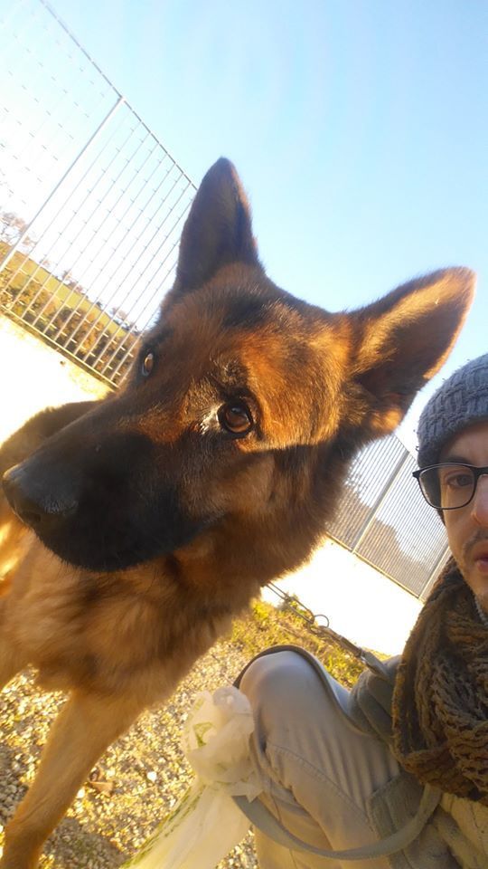 Cani per assistenza